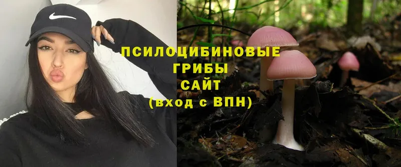 Галлюциногенные грибы Psilocybine cubensis  Кизляр 